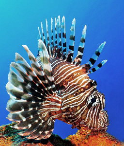 Lionfish by Charles Wright 